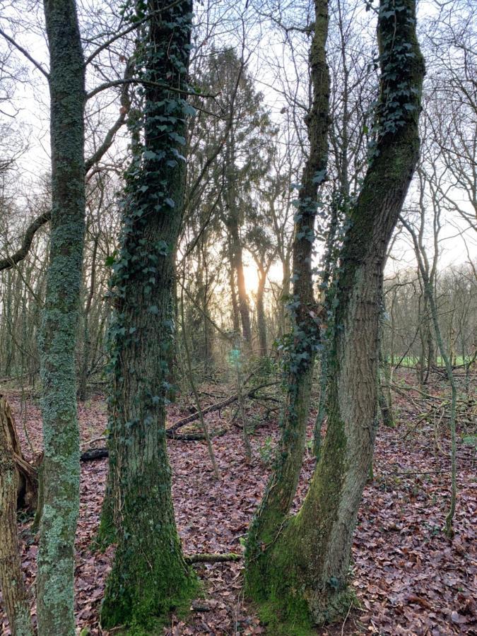 'T Holten Huus - Puur Genieten In Het Bos. Norg Exterior foto